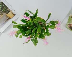 蟹爪兰花蕾期施肥吗