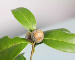 茶花叶子朝下卷怎么回事