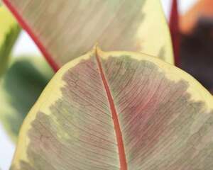 橡皮树每盆栽三株好吗，放在哪里旺风水？