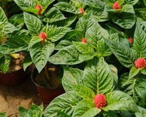 鸡冠花什么时候开花