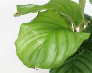 青苹果竹芋为什么叶子发黄