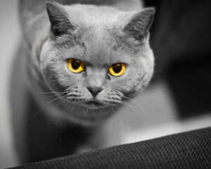 三种常见的猫咪皮肤病