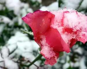 冬天养这3种花，开花就是不要命，剪掉才能活下去！