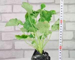 新买的矾根怎么养