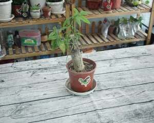 发财树绿萝稀稀拉拉？肯定是你没做到这一点！