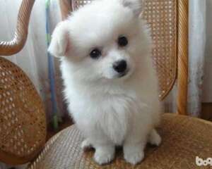 怎么帮立耳犬立耳？