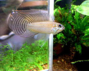 红珍珠短鲷的喂食要点