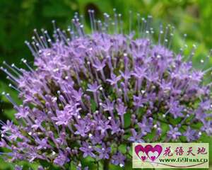 夕雾花的花语：热烈想念、一往情深