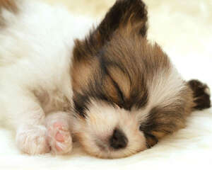 狗狗能吃骨头吗