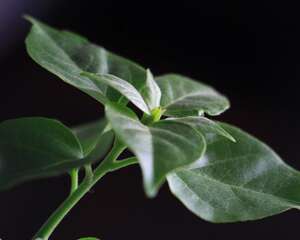 三角梅换盆后叶子蔫了怎么办