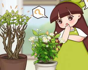 8种花，养小不养老，谁买老桩谁上当！