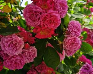 蔷薇爬满了就是不开花怎么办