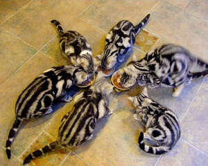 宠物猫耍小脾气该怎么应对