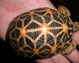 如何治疗陆龟的结石