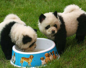 狗狗染毛是否有危害