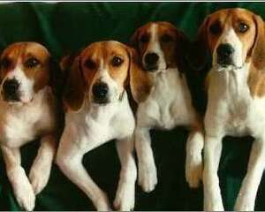 哈利犬好养吗？哈利犬介绍