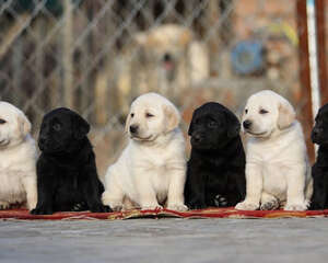 为什么狗是色盲