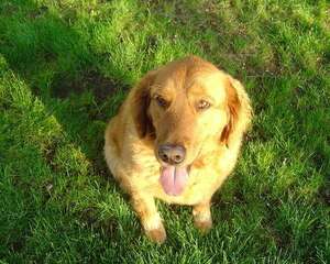 金毛犬一天喂多少次好