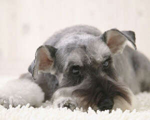 给狗狗喂食水果的几大误区