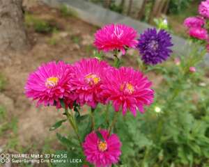 阳台种植翠菊的方法