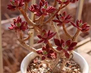屌丝也有春天，看完你还能叫出这些多肉植物普货的名称吗？