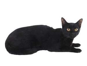 孟买猫