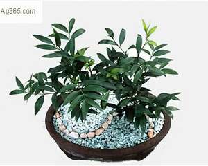 观赏植物——竹柏