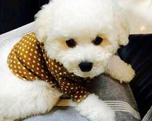 狗狗生命中难忘的几件事情