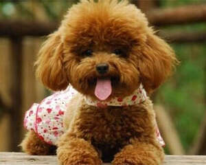 贵宾犬的喂食要点