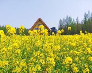 油菜花什么时候开花