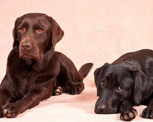 拉布拉多打架厉害吗