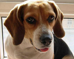 为什么狗不能吃肝