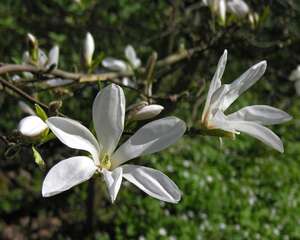 白兰花的养殖方法和注意事项