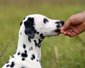 让狗狗只吃你给的食物