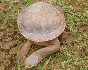 巨蛇颈龟的形态特征