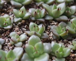 多肉植物安全养护用药之己见