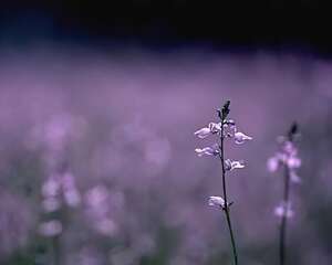 悠悠解花语（图）