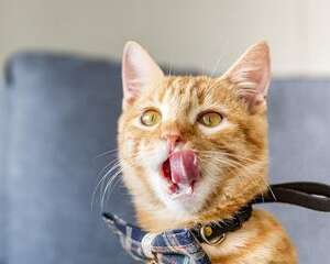 猫咪舔毛有隐患，备上一只WOWO化毛膏吧！