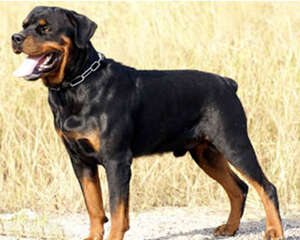 如何科学的给大型犬补钙