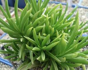 柳叶椒草的养殖方法