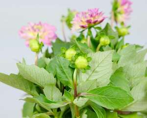 新买的小丽花怎么养