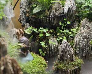 园艺大咖指尖上的微型盆景