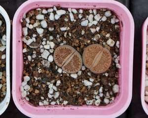 生石花化水怎么办