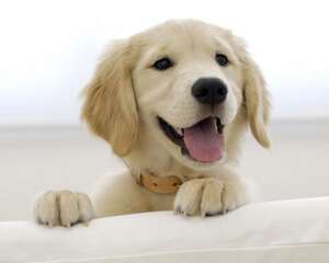 如何预防狗狗口腔疾病