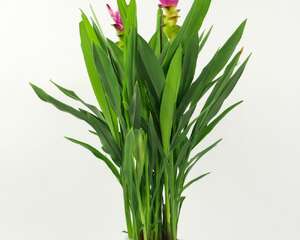 姜荷花冬天怎么养，要剪叶子吗