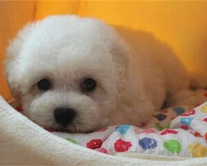 比熊犬的形态特征