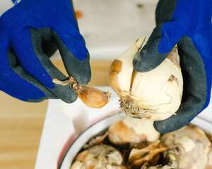 水仙为什么要雕刻