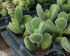 熊童子叶子发黄怎么办