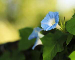 牵牛花有什么作用