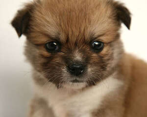 袖狗该如何饲养